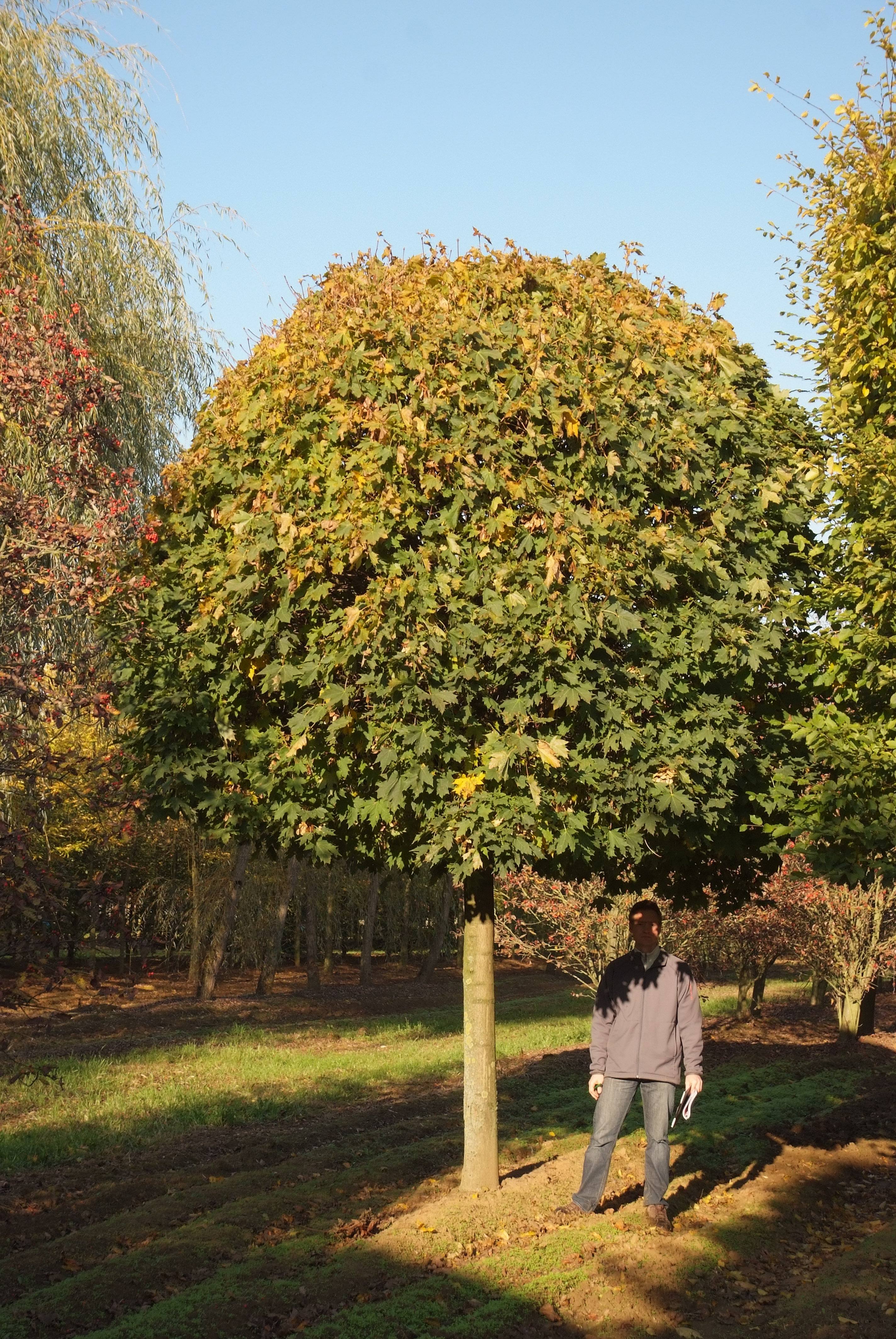 ცაცხვი - გლობოსუმი შტამბი 